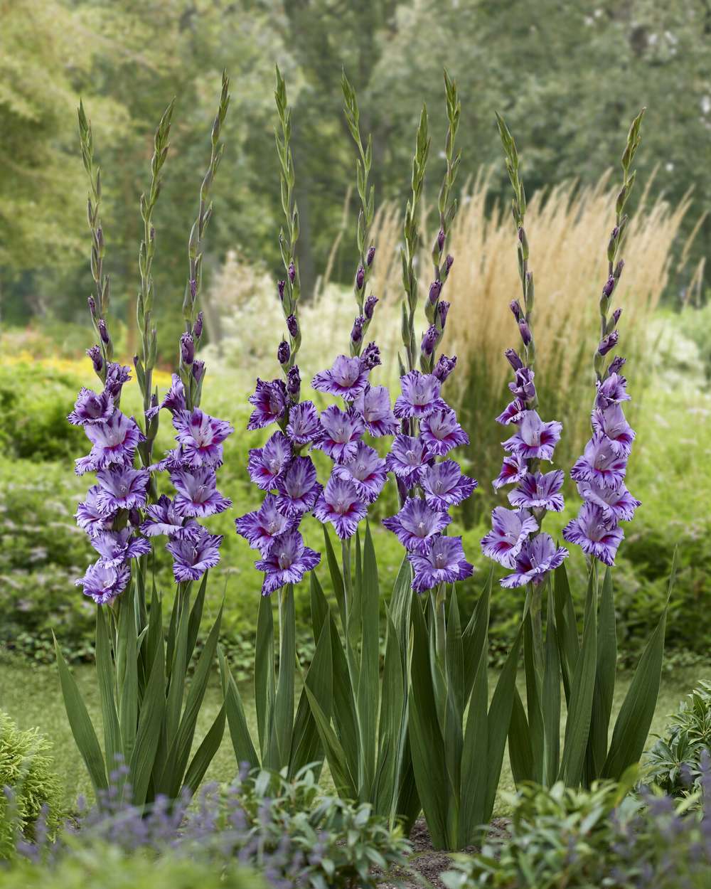 Gladiolus 'Passos®'